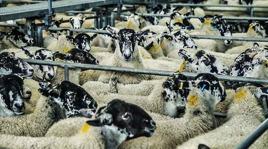Conventional vs. organic farming